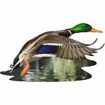 I Am Duck - Madd Capp