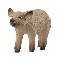Mangalica Piglet 
