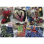 NYC Flower Flash - Ravensburger 