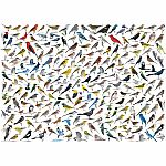 The World of Birds - Eurographics 