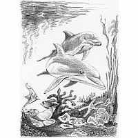 Mini Sketching Made Easy - Dolphins  