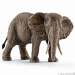 African elephant Female.