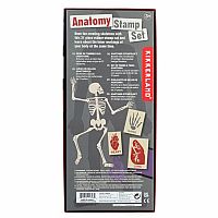 DIY Human Body Anatomy Stamp Set.