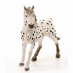 Knabstrupper Stallion