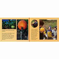 A Day at the Pumpkin Patch 